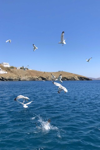 excursion sail away astipalea seagulls